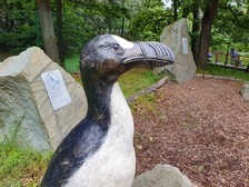 Alka velká - ZOO Ostrava