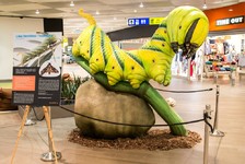 Housenka - Mikrokosmos