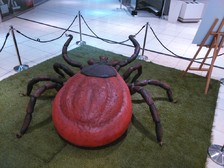 Klíště - Mikrokosmos