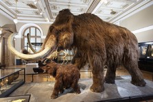 Mamut - Národní Muzeum