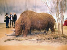 Nosorožec srstnatý - Giganti.cz