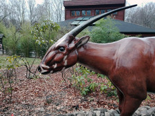 Saola - ZOO Ostrava