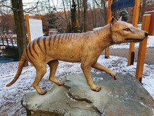 Vakovlk - ZOO Ostrava