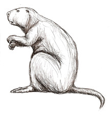 velebobr